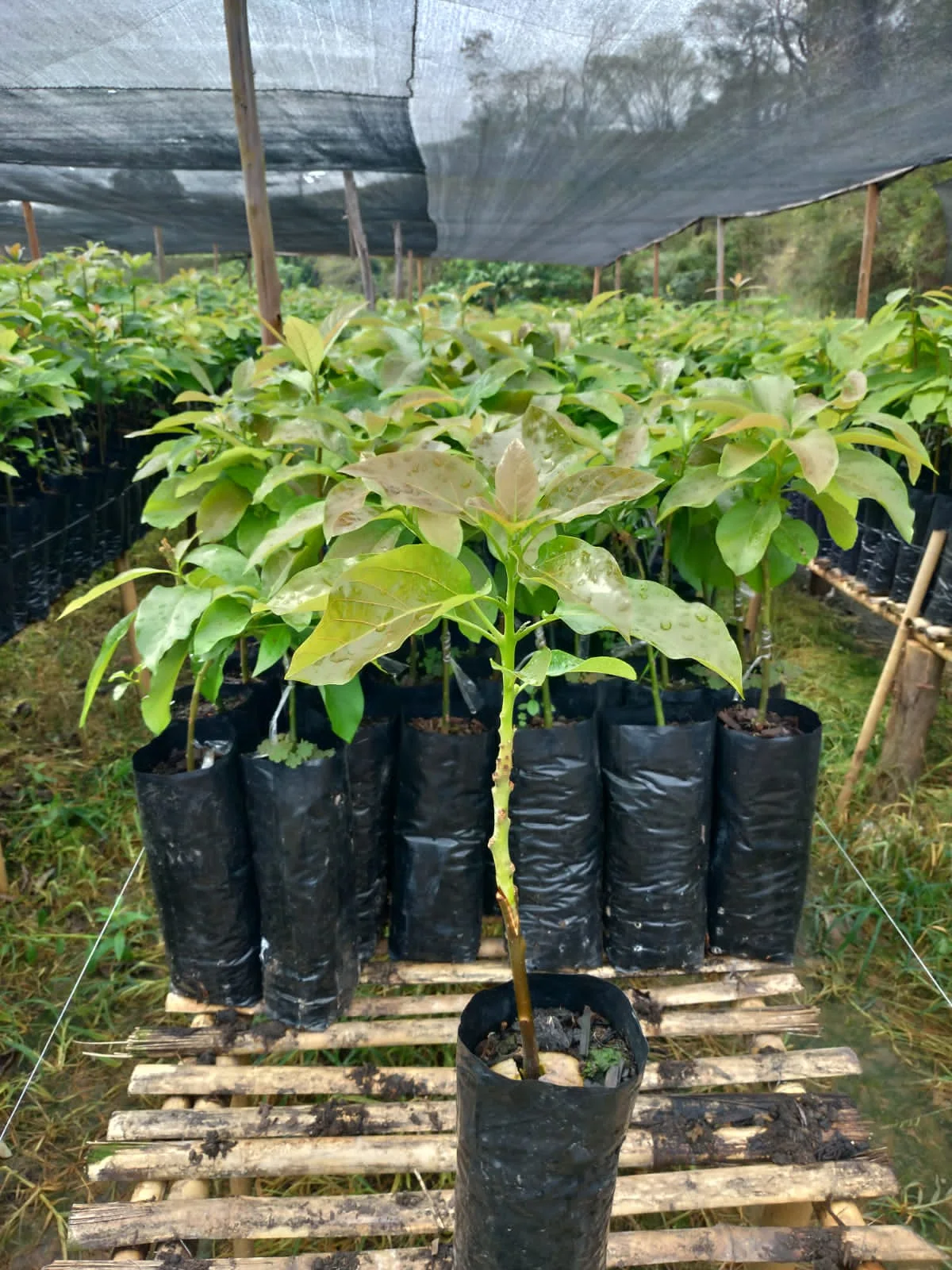 Imagem do artigo: Abacate (Persea americana): Um Superalimento Tropical