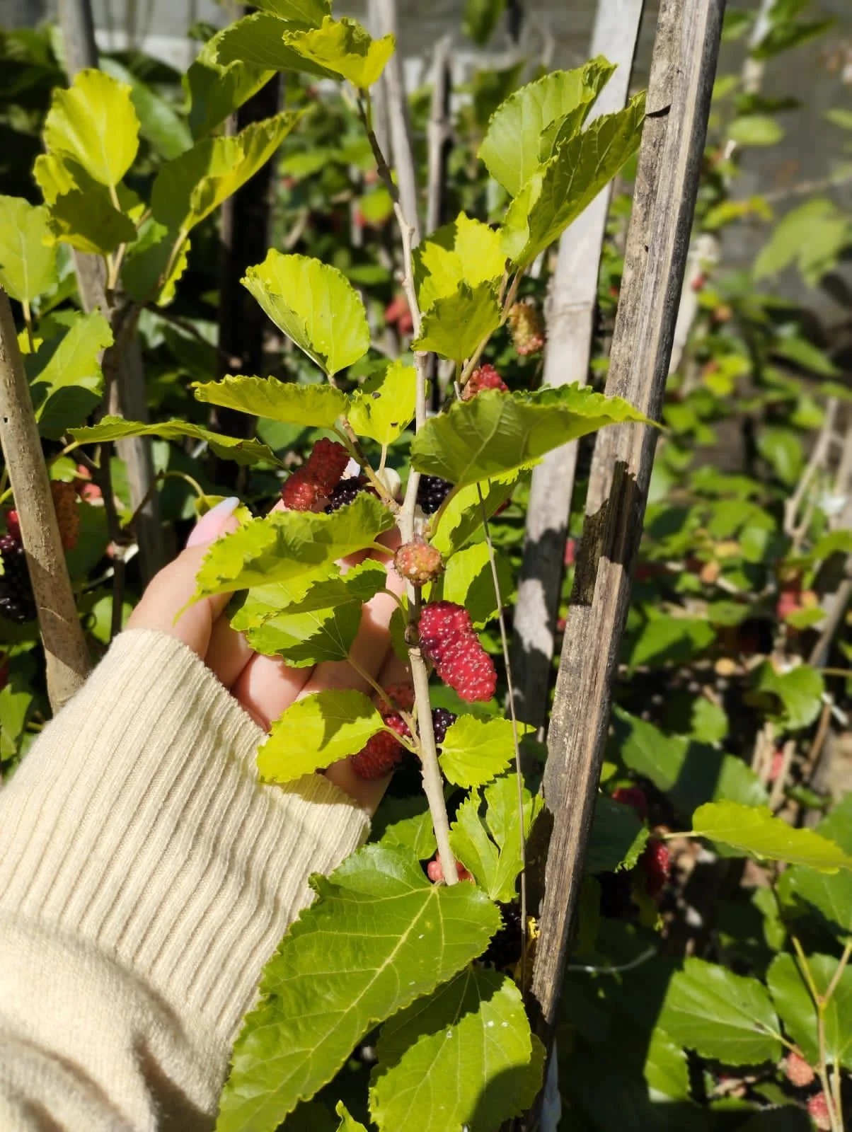 Imagem do artigo: Amora (Morus nigra): Fruto doce, nutritivo e fácil de cultivar
