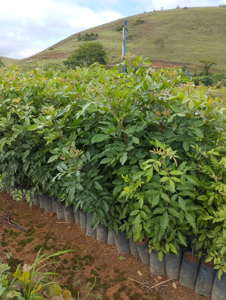 Imagem do artigo: Aroeira Pimenteira (Schinus terebinthifolia): Características e Aplicações