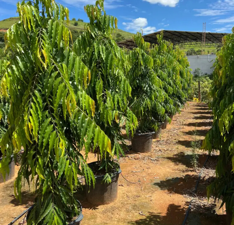 Imagem do artigo: Árvore Mastro (Monoon longiflora)