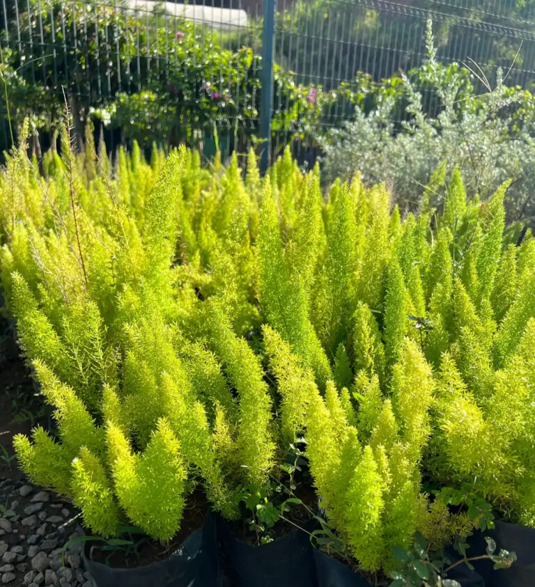 Imagem do artigo: Aspargo (Asparagus spp.)