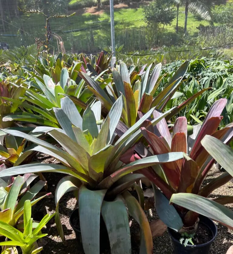 Imagem do artigo: Bromélias: 3 Usos Diversos