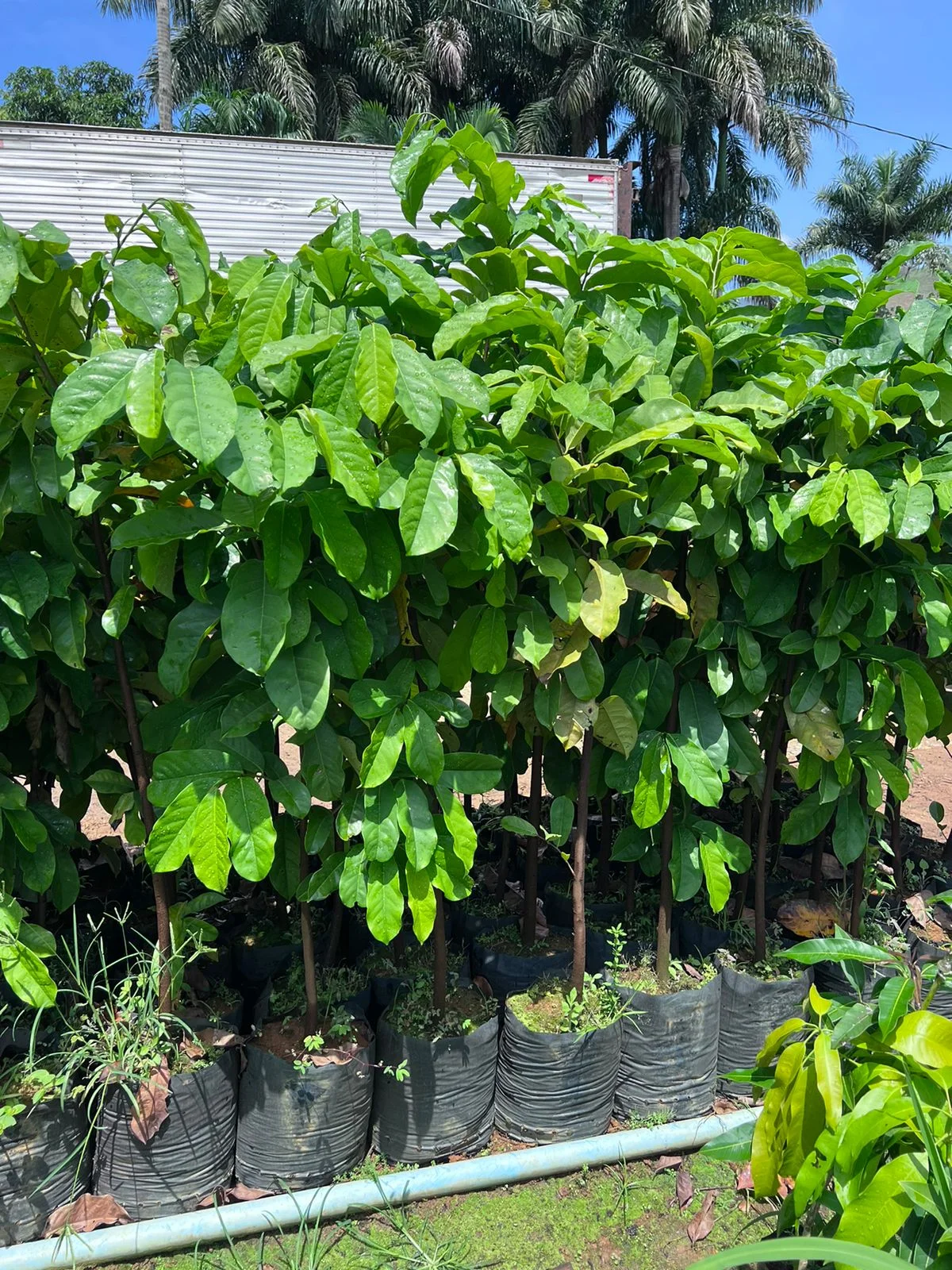 Imagem do artigo: Cacau (Theobroma cacao): A Árvore e Seus Frutos