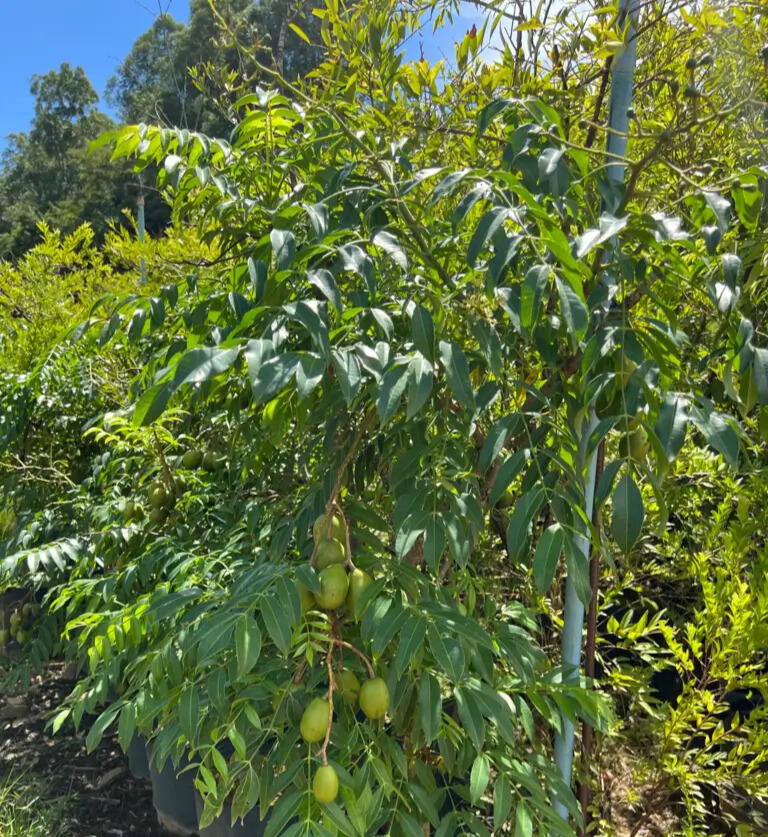 Imagem do artigo: Cajá-mirim (Spondias mombin): 7 Benefícios para a Saúde