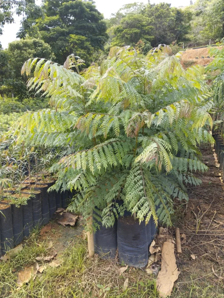 Imagem do artigo: Caroba (Jacaranda caroba): Características e Usos