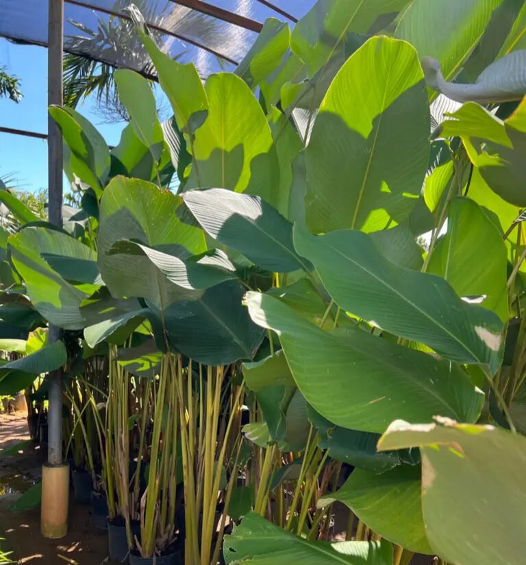 Imagem do artigo: Charuto Amaranto (Calathea lutea)