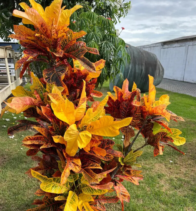 Imagem do artigo: Cróton (Codiaeum variegatum)