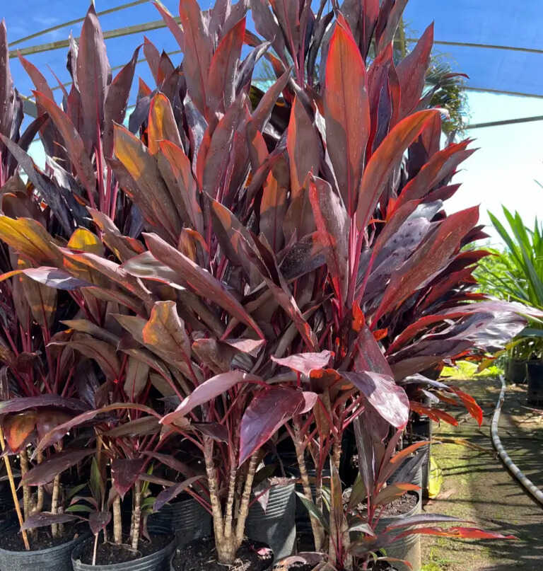 Imagem do artigo: Dracena Chocolate (Cordyline fruticosa): Elegância Tropical Para Ambientes Internos