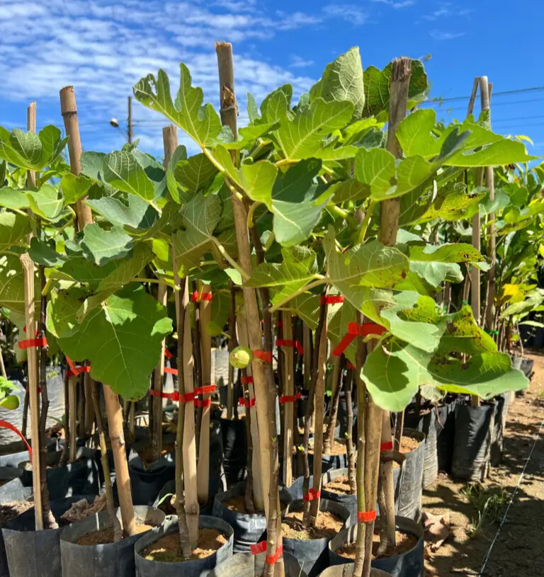 Imagem do artigo: Figo (Ficus carica): História, Curiosidades e Benefícios