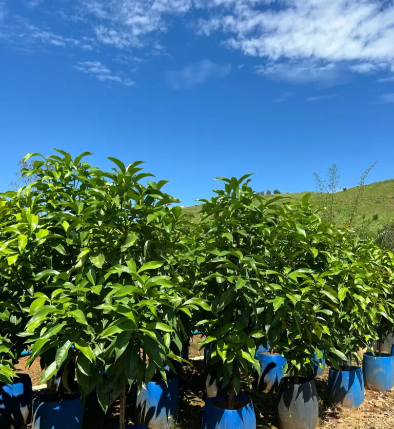 Imagem do artigo: Jambo Roxo (Syzygium malaccense): 3 Benefícios Importantes!