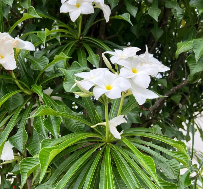 Imagem do artigo: Jasmim Véu de Noiva (Epiphyllum oxypetalum)