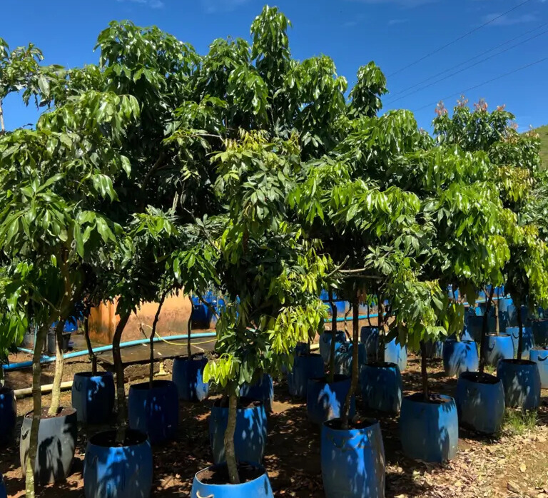 Imagem do artigo: Lichia (Litchi chinensis): Beleza, Sabor e Nutrição em Uma Só Planta