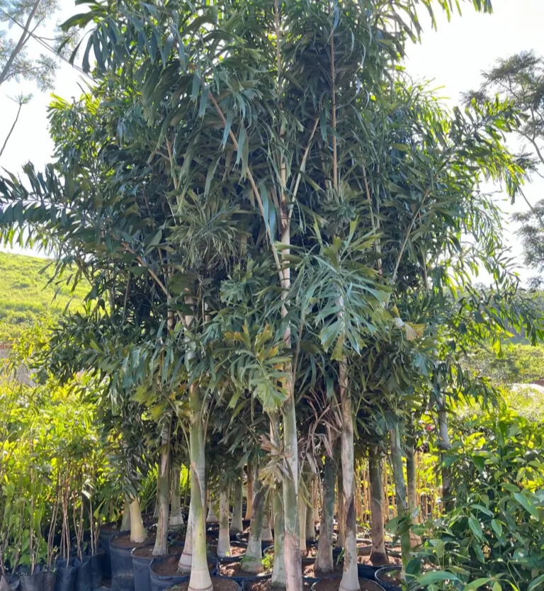 Imagem do artigo: Palmeira Rabo de Raposa (Wodyetia bifurcata): Beleza Exótica e Versatilidade no Paisagismo