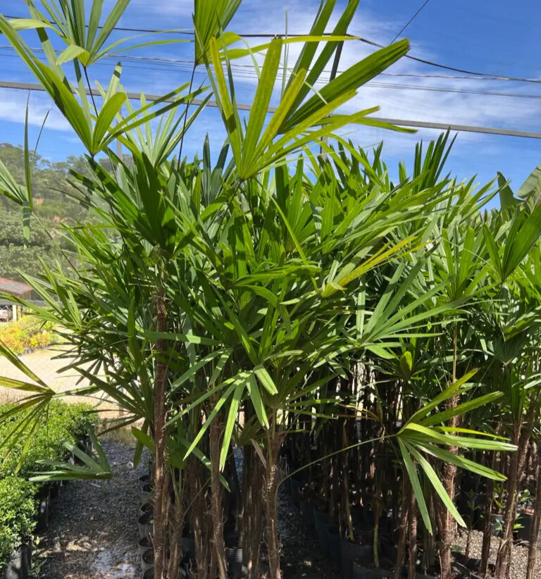 Imagem do artigo: Palmeira Ráfia (Rhapis excelsa): Beleza e Versatilidade na Decoração