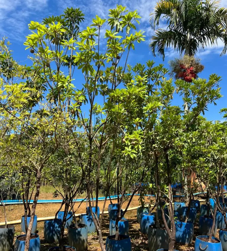 Imagem do artigo: Sapoti (Manilkara zapota): Sabor, Saúde e Cultivo Tropical